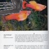 akvariove ryby1