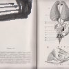 anatomie morfologie a fysiologie vcely medonosne 4