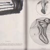 anatomie morfologie a fysiologie vcely medonosne 5