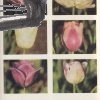 tulipany 1