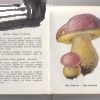 houby v prirode a v kuchyni – antikvariat stary svet 2