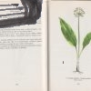 atlas liecivych rastlin 1975 – antikvariat stary svet 1