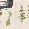 lecive rostliny – jirsik – antikvariat stary svet 3