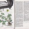 nase liecive rastliny – antikvariat stary svet 3