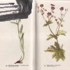 kvety tatier – antikvariat stary svet