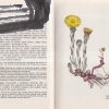 maly atlas liecivych rastlin – antikvariat stary svet 1