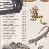 the childrens animal world encyclopedia in colour – antikvariat stary svet 1