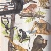 the childrens animal world encyclopedia in colour – antikvariat stary svet 3