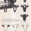 chov hovadzieho dobytka – antikvariat stary svet 2
