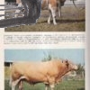 chov hovadzieho dobytka – antikvariat stary svet 5