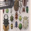 zoologie – hmyz a nizsi bezpaterni – antikvariat stary svet 1